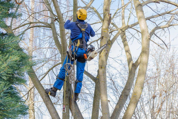 Best Root Management and Removal  in Churchville, NY