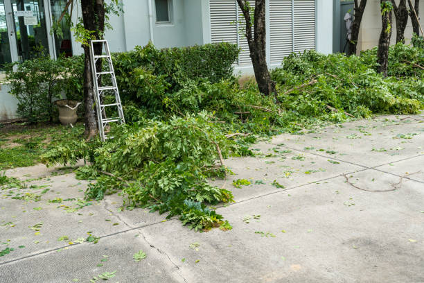 Lawn Renovation and Restoration in Churchville, NY