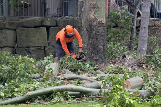 Trusted Churchville, NY Tree Services Experts